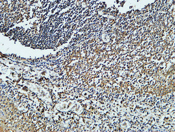 CD4 Monoclonal Antibody (E-AB-22098)