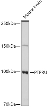 PTPRU Polyclonal Antibody (E-AB-92875)