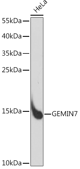 GEMIN7 Polyclonal Antibody (E-AB-91062)