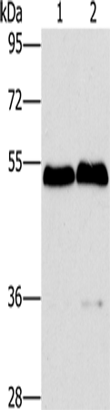 SPHK2 Polyclonal Antibody (E-AB-10958)