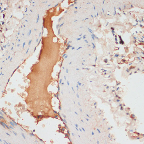APOC1 Polyclonal Antibody (E-AB-67689)