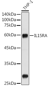 CD215/IL-15R alpha Polyclonal Antibody (E-AB-92503)