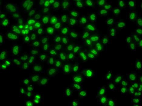 LHX8 Polyclonal Antibody (E-AB-64647)