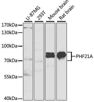 PHF21A Polyclonal Antibody (E-AB-61892)