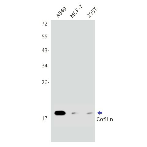 Recombinant Cofilin Monoclonal Antibody (E-AB-81548)