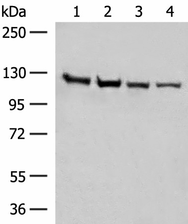 IPO11 Polyclonal Antibody (E-AB-52788)