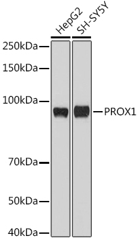 PROX1 Polyclonal Antibody (E-AB-90562)