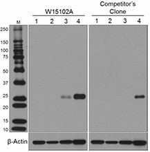 Purified anti-NTAL (LAT2) Antibody (699001)
