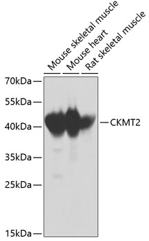 CKMT2 Polyclonal Antibody (E-AB-62042)
