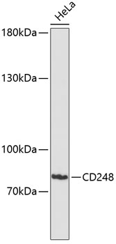 CD248 Polyclonal Antibody (E-AB-65954)