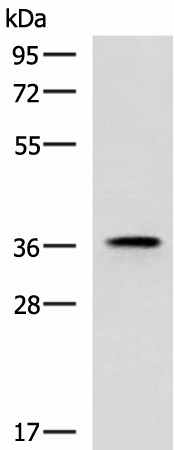 USP50 Polyclonal Antibody (E-AB-52022)