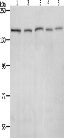 RAD50 Polyclonal Antibody (E-AB-12632)