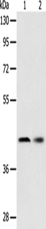 SERPINA5 Polyclonal Antibody (E-AB-10682)
