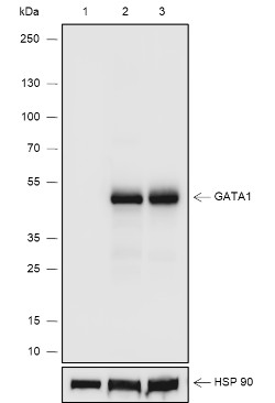 Recombinant GATA1 Monoclonal Antibody (AN301928L)