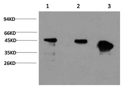 GSK3 beta Monoclonal Antibody (E-AB-22221)