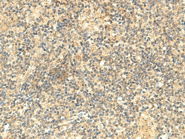 NTAN1 Polyclonal Antibody (E-AB-18969)