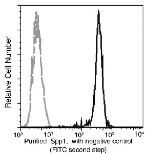 Recombinant Osteopontin/SPP1/ETA-1 Monoclonal Antibody (AN300326P)