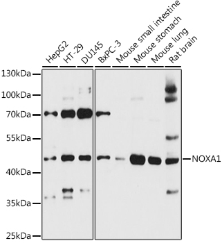 NOXA1 Polyclonal Antibody (E-AB-90698)