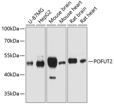 POFUT2 Polyclonal Antibody (E-AB-63667)