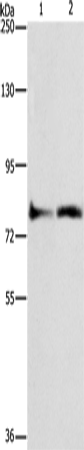 ASAH2 Polyclonal Antibody (E-AB-14747)