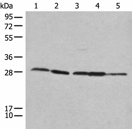 RPL14 Polyclonal Antibody (E-AB-17837)