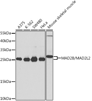 MAD2L2 Polyclonal Antibody (E-AB-68432)