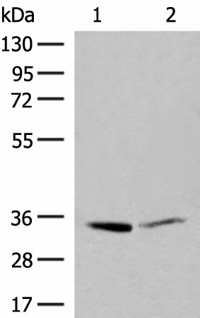 LDHA Polyclonal Antibody (E-AB-19937)