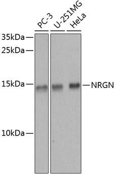 NRGN Polyclonal Antibody (E-AB-62847)
