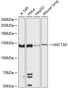 UNC13D Polyclonal Antibody (E-AB-64476)