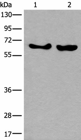 BORA Polyclonal Antibody (E-AB-53604)