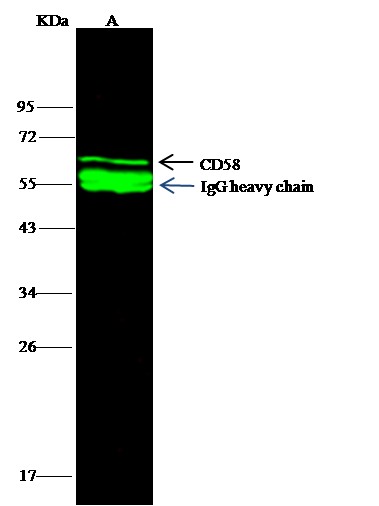 Recombinant LFA-3/CD58 Monoclonal Antibody (AN300251P)