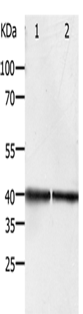 PDX1 Polyclonal Antibody (E-AB-15824)