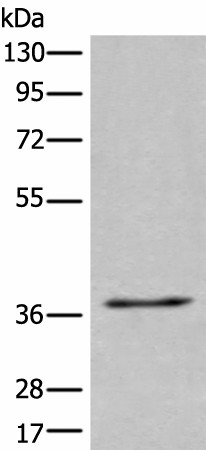 UBAC2 Polyclonal Antibody (E-AB-19595)