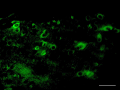 Purified anti-NSE Antibody (Previously Covance catalog# MMS-518P) (804908)