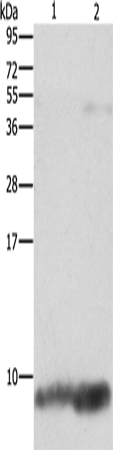 FXYD1 Polyclonal Antibody (E-AB-10954)