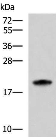 MRPS28 Polyclonal Antibody (E-AB-19151)