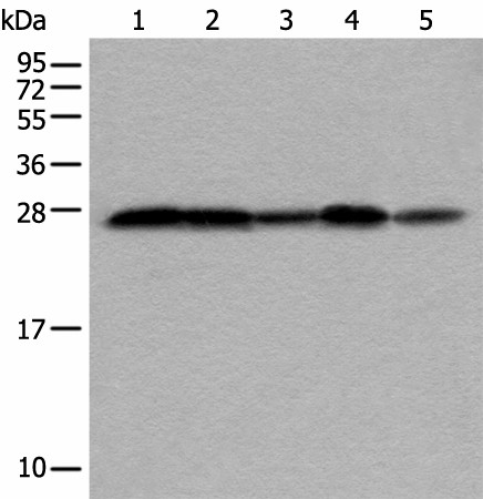 VTI1A Polyclonal Antibody (E-AB-18494)