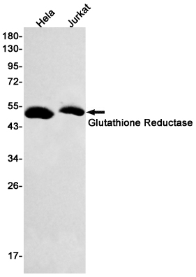 Recombinant Glutathione Reductase Monoclonal Antibody (E-AB-81562)