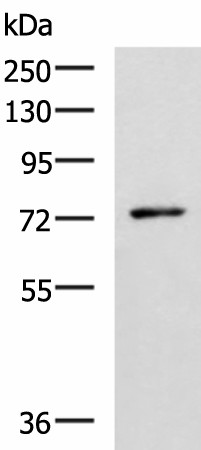 L3MBTL2 Polyclonal Antibody (E-AB-19094)