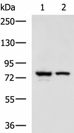 IL17RD Polyclonal Antibody (E-AB-18209)