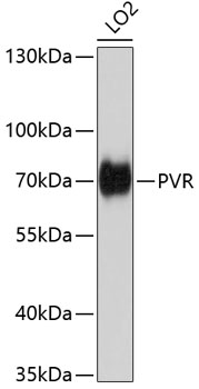 CD155/PVR Polyclonal Antibody (E-AB-61100)