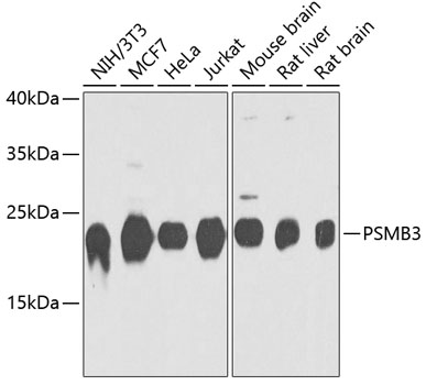 PSMB3 Polyclonal Antibody (E-AB-65646)