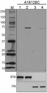 Purified anti-BTK Phospho (Tyr223)/ITK Phospho (Tyr180) Antibody (605201)