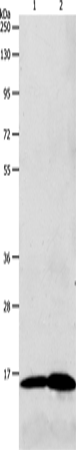 LHB Polyclonal Antibody (E-AB-12537)