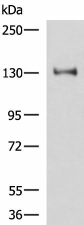 PRPF40A Polyclonal Antibody (E-AB-53091)