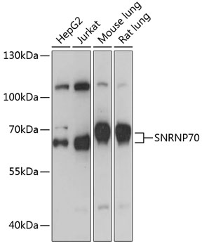 SNRNP70 Polyclonal Antibody (E-AB-93125)