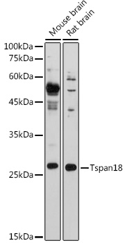 Tspan18 Polyclonal Antibody (E-AB-92214)