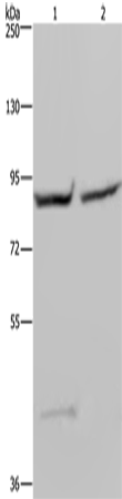 GYS1 Polyclonal Antibody (E-AB-11275)