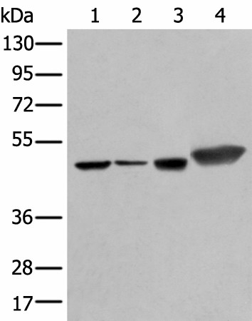 PLAG1 Polyclonal Antibody (E-AB-19538)