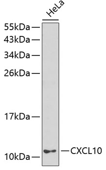 CXCL10 Polyclonal Antibody (E-AB-66309)